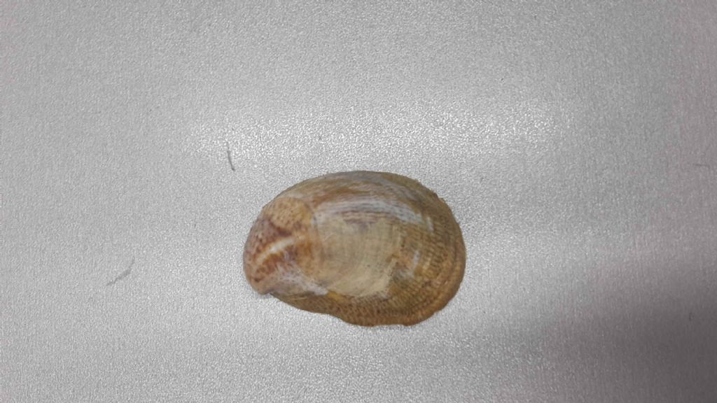 Gasteropode da determinare:  Crepidula fornicata
